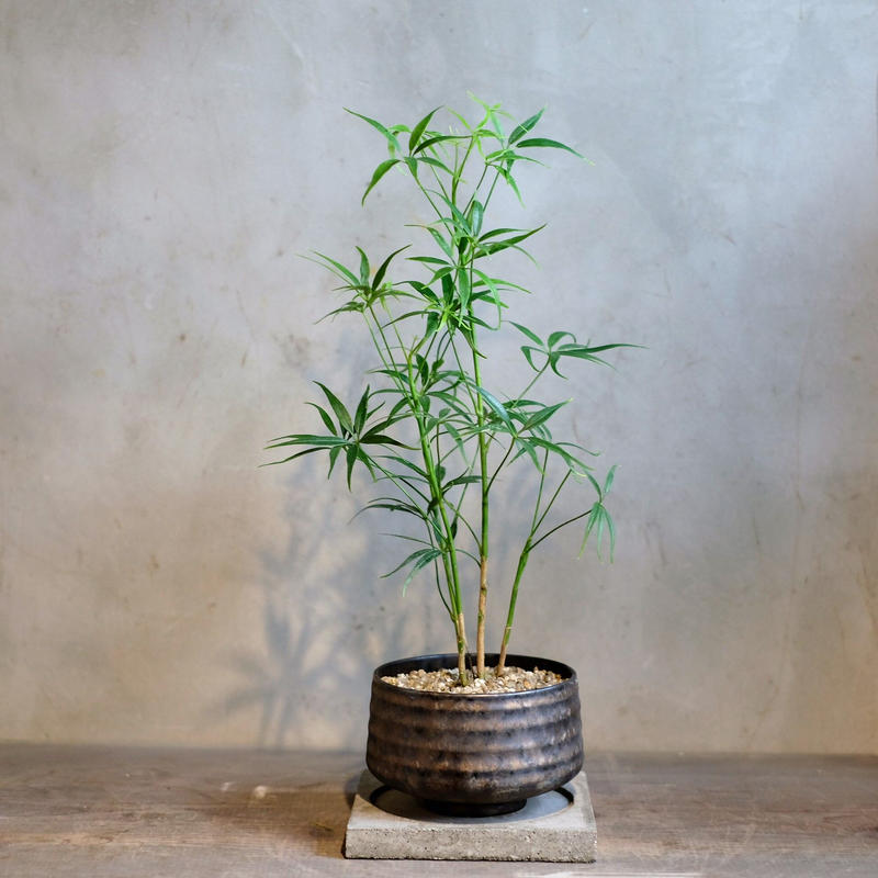 シェフレラ ルフィーナ Saku Botanicalworks