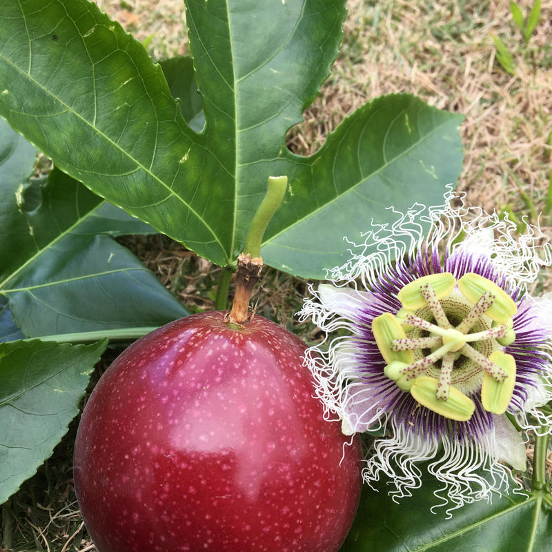 エコファーム冷凍パッションフルーツ1kg Saranouenoshizen S Store