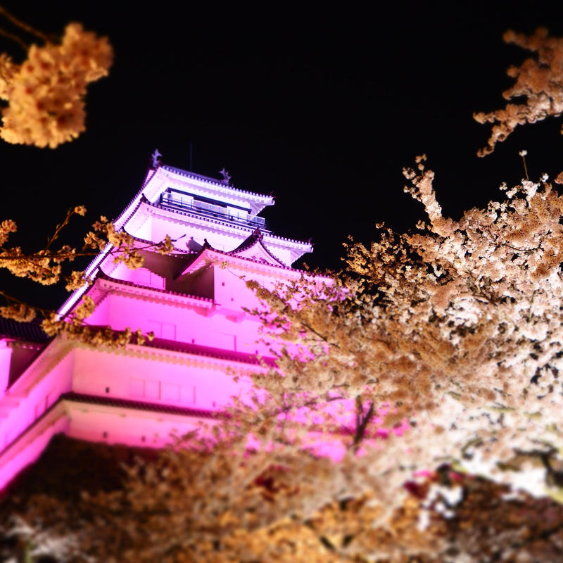 オート先生と行く 三春の滝桜 花見山公園 鶴ヶ城公園 桜の3名所を巡る日帰り撮影の旅 4月1