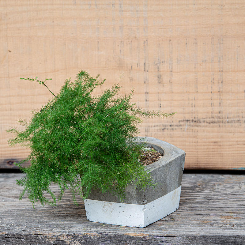 アスパラガス 03 ホワイト Sato Risa Graphic Design