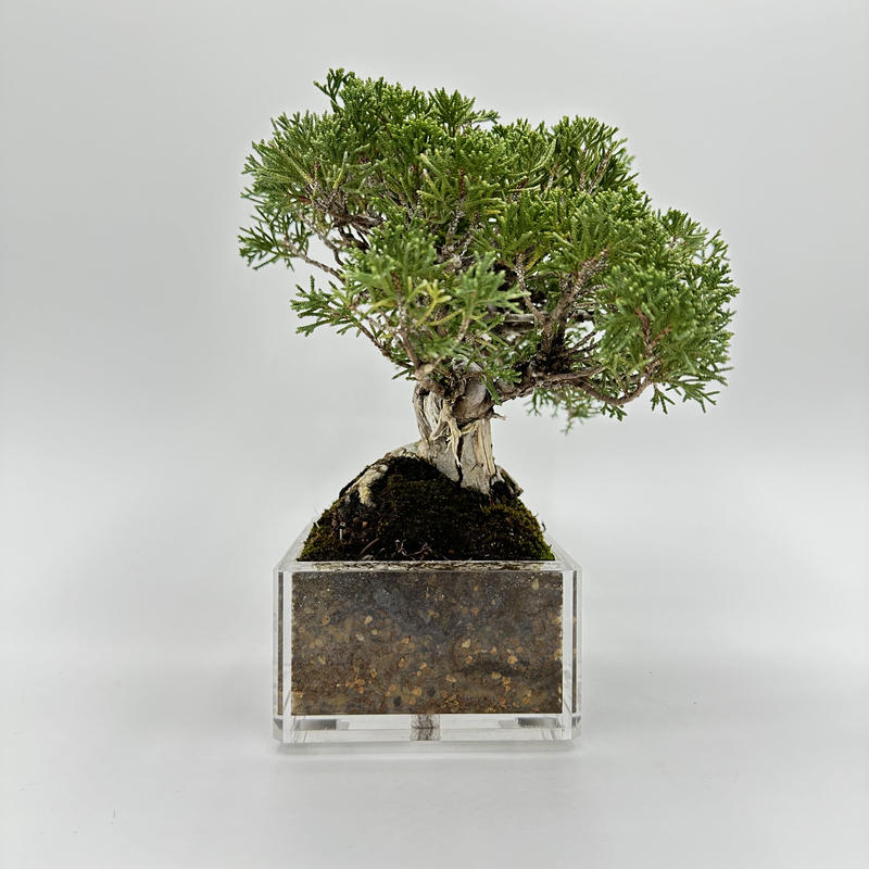 ☆お正月特別価格☆黒松 盆栽② 【公式通販】