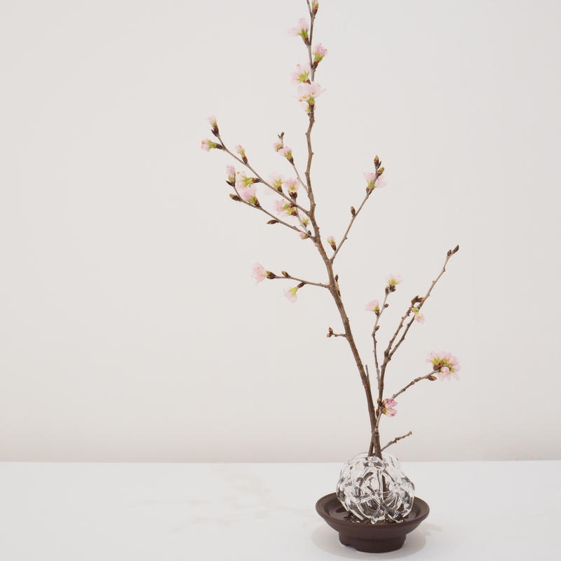 硝子の花留 Seeds