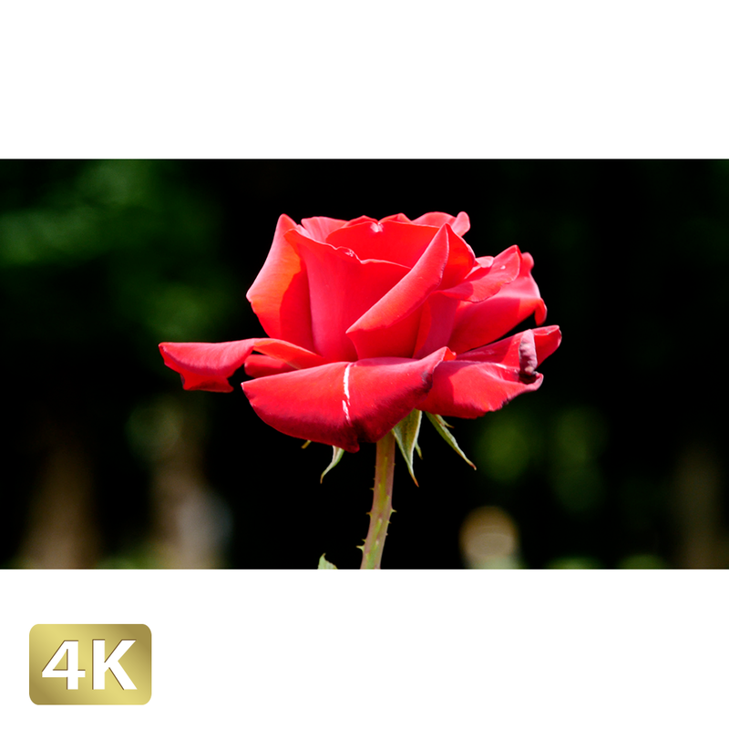 花畑 赤い薔薇 ロイヤリティフリー 4k Fhd動画 映像素材 Amo 花畑 赤い薔薇 ロイヤリティフリー 4k Fhd動画 映像素材 Amo