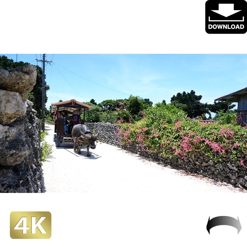 竹富島 牛車 ロイヤリティフリー 4k Fhd動画 映像素材 Amov