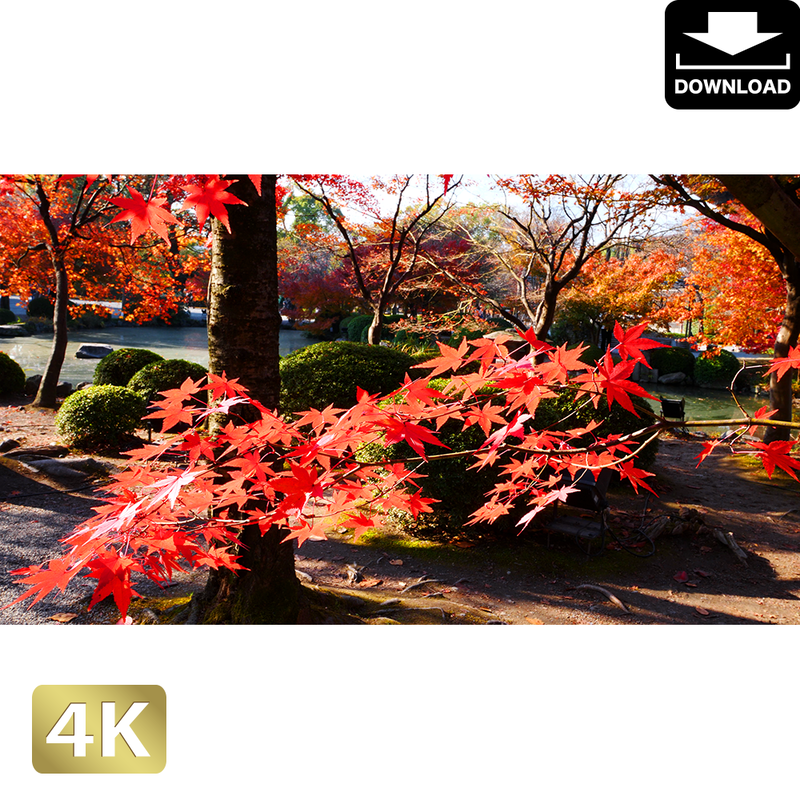 京都 東寺の紅葉 ロイヤリティフリー 4k Fhd動画 映像素材 Am