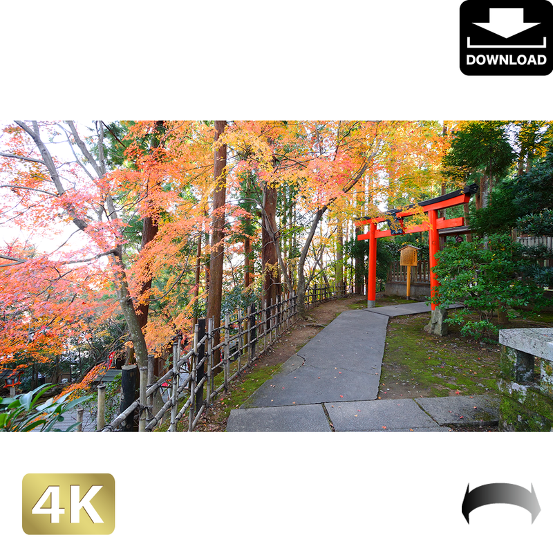 京都 東寺の紅葉 ロイヤリティフリー 4k Fhd動画 映像素材 Am