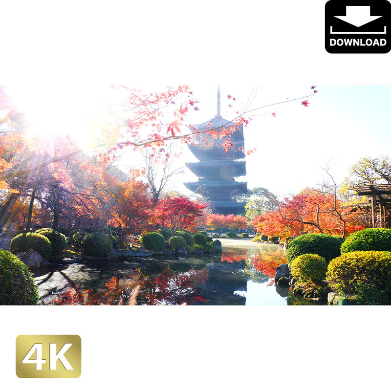 京都 東寺の紅葉 ロイヤリティフリー 4k Fhd動画 映像素材 Am
