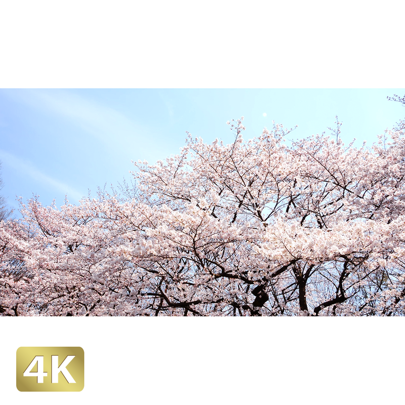 桜 増上寺 ロイヤリティフリー 4k Fhd動画 映像素材 Amovi