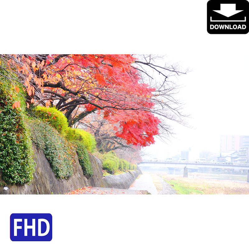 京都 紅葉 鴨川 ロイヤリティフリー 4k Fhd動画 映像素材 Am