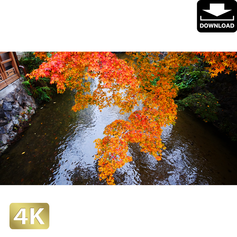 京都 祇園白川 ロイヤリティフリー 4k Fhd動画 映像素材 Amo