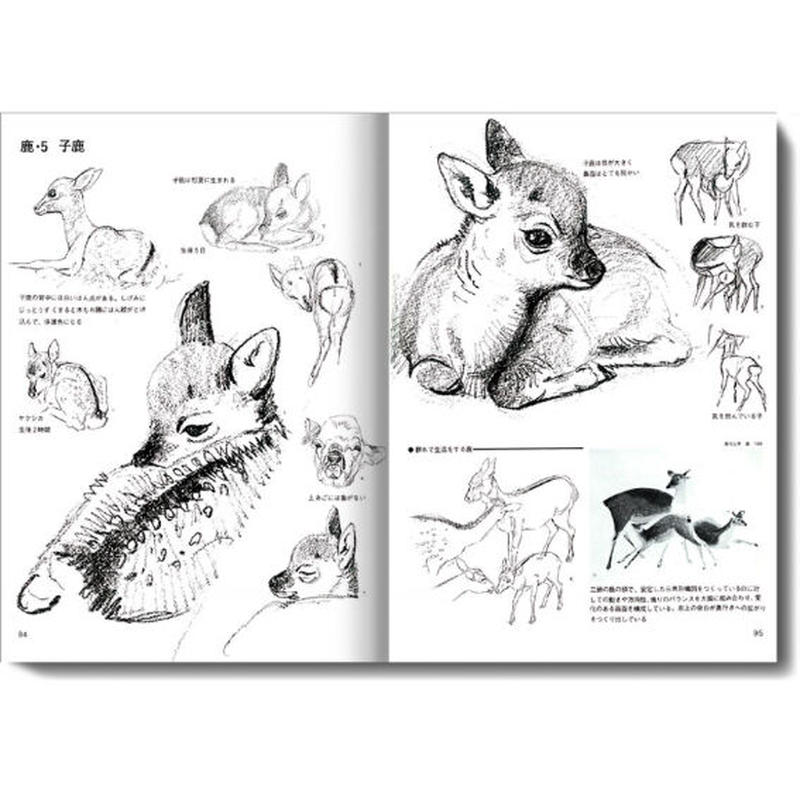 動物スケッチ2 大動物編 みみずくの本屋さん