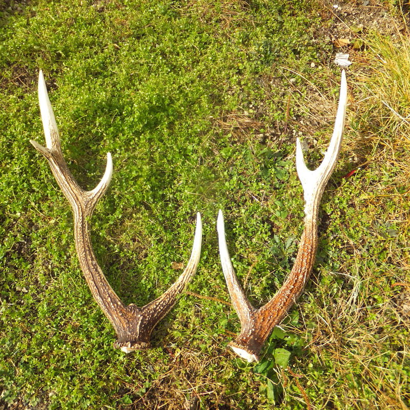 インテリア 北海道白老町産 天然エゾシカ使用 鹿の角 Deer Horn インテリア 北海道白老町産 天然エゾシカ使用 鹿の角 Deer Horn
