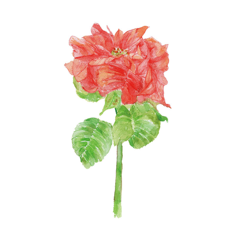 ポインセチア 赤 フリー素材 植物生活別館