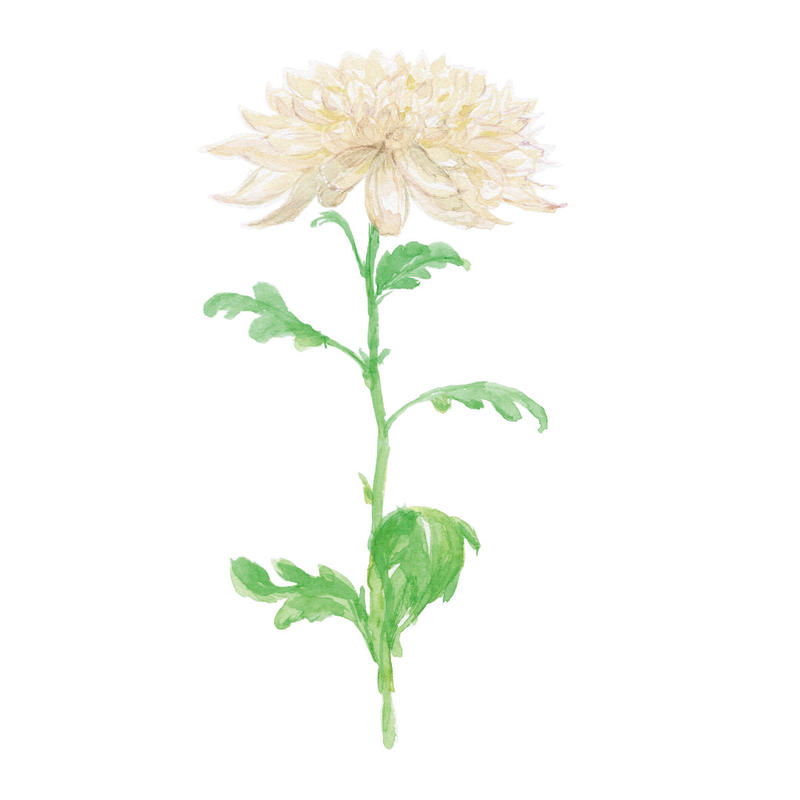 キク 白 フリー素材 植物生活別館