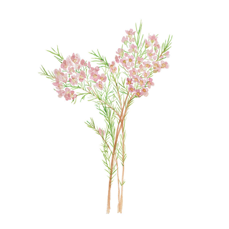 ワックスフラワー フリー素材 植物生活別館