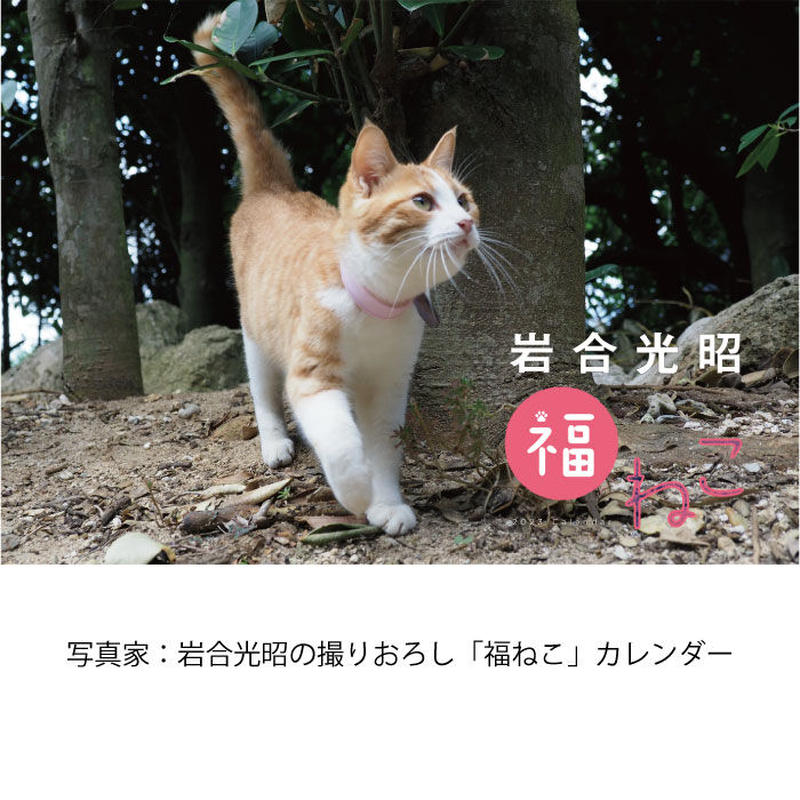 カレンダー 23年 壁掛け 岩合光昭 福ねこカレンダー 23 カレンダー 23