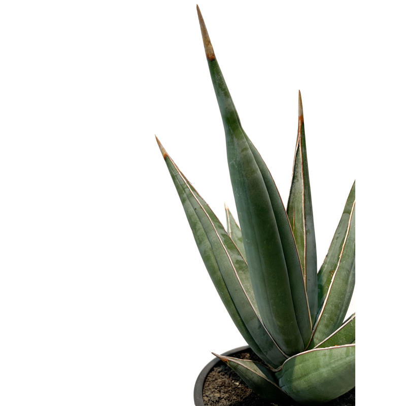 激レア】サンスベリアバードビーク 【公式通販】