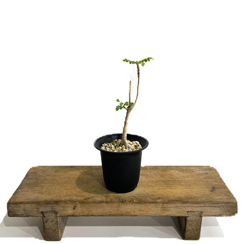 ランキング1位獲得 サクラ ボスウェリア サクラ 実生株 鉢ごと発送