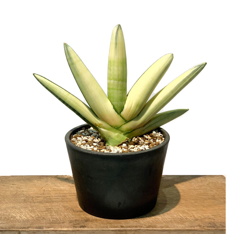 サンスベリア ボンセレンシス 斑入り SANSEVIERIA BONCELLENSIS