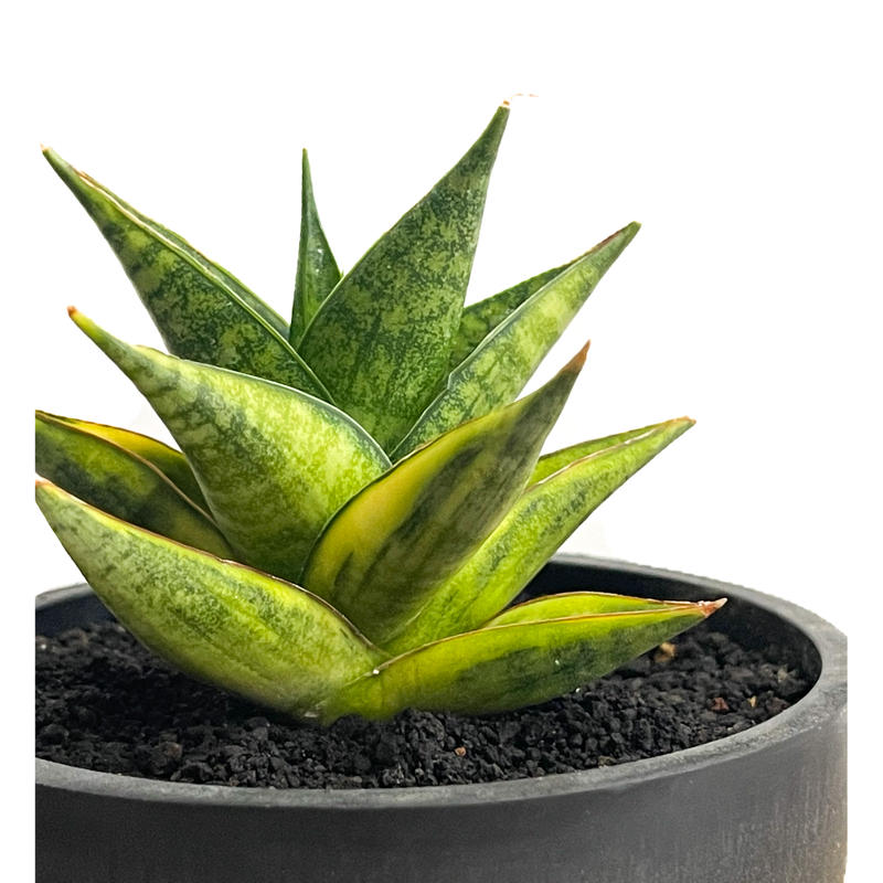 サンスベリア マニーパッキャオ 斑入 サンセベリア マニー パッキャオ 斑入 Sansevieria Manny