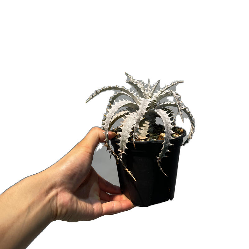 ディッキア ドラゴントゥース Dyckia Dragon Toes 6 2 Shouch