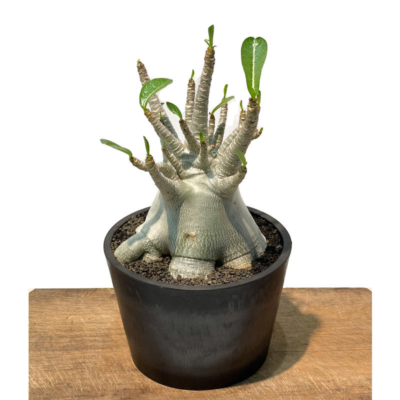 アデニウム アラビカム ドワーフ タイプ Pmp Adenium Arabicum Dwarf Type Www Metalroofingcenter Com