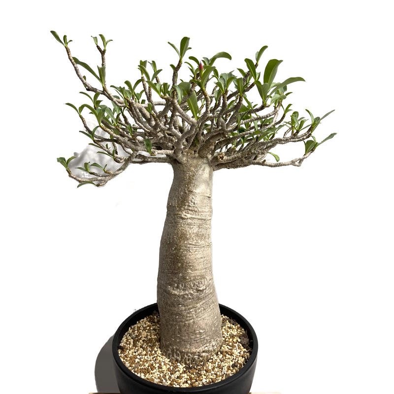 アデニウム タイソコトラナム バオバブ スタイル 実生苗 Adenium Thai So