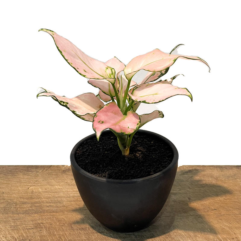 アグラオネマ アンヤマニー 突然変異種 Aglaonema Unyamanee Muta