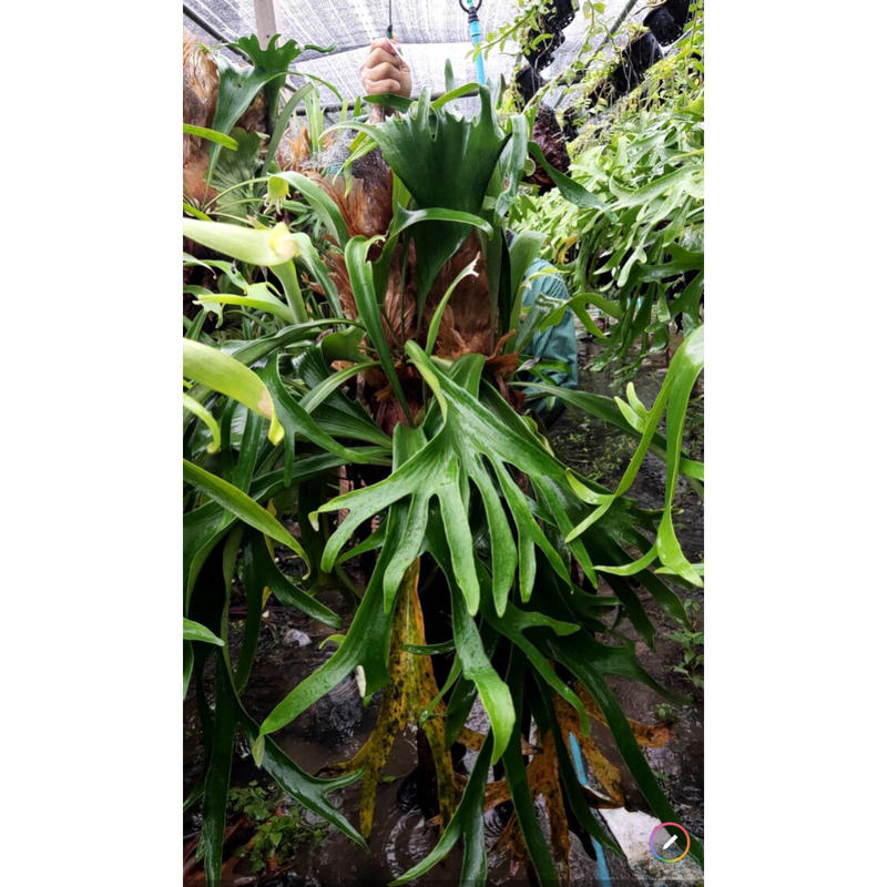 ビカクシダ ウィリンキー Lava Platycerium Willinckii Cv La