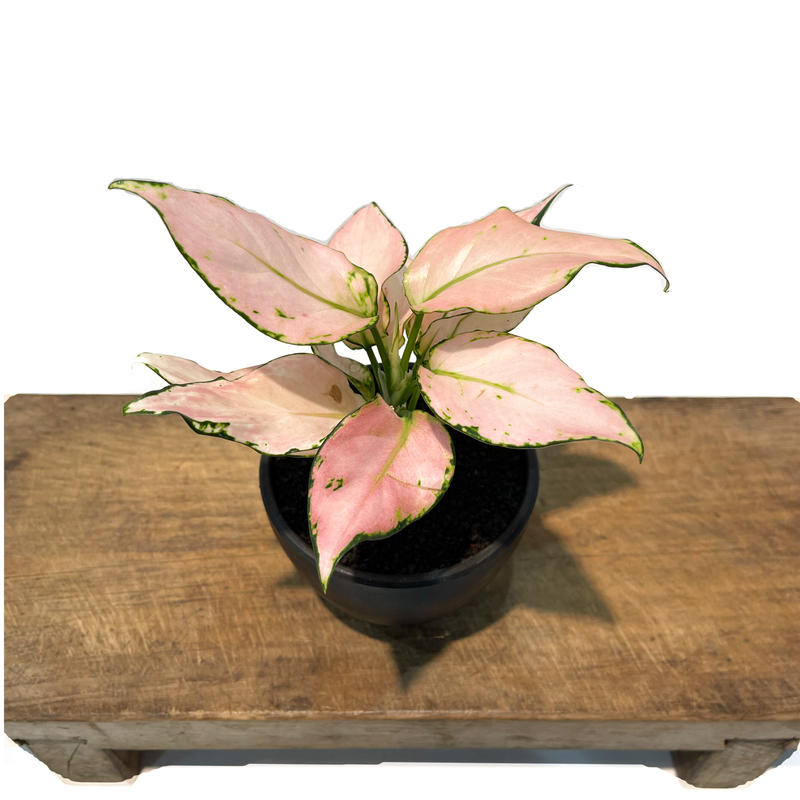 アグラオネマ アンヤマニー 突然変異種 Aglaonema Unyamanee Muta