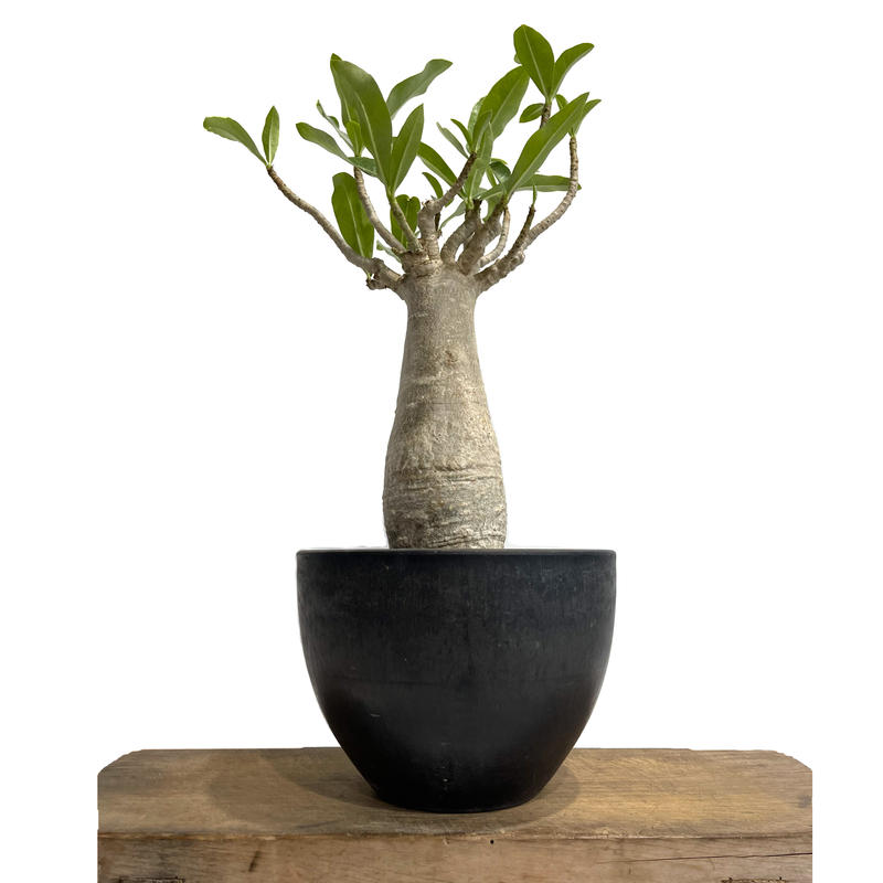アデニウム タイソコトラナム バオバブ スタイル 実生苗 Adenium Thai So