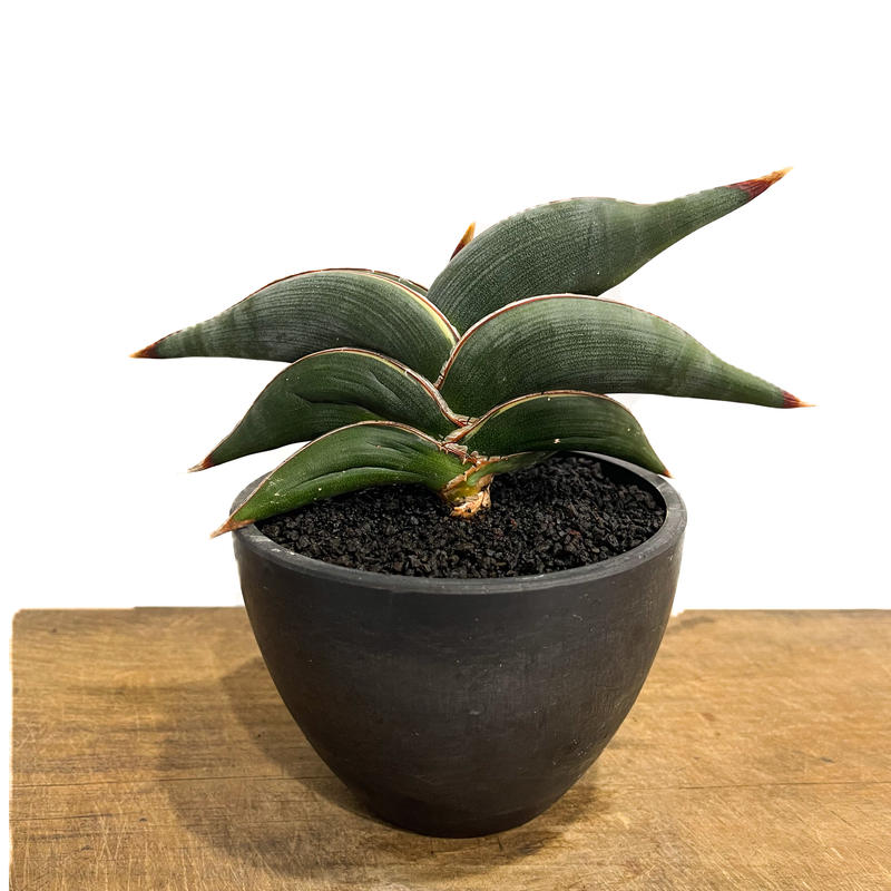 Sansevieria Rorida ＊サンスベリアロリダ ＊斑入り
