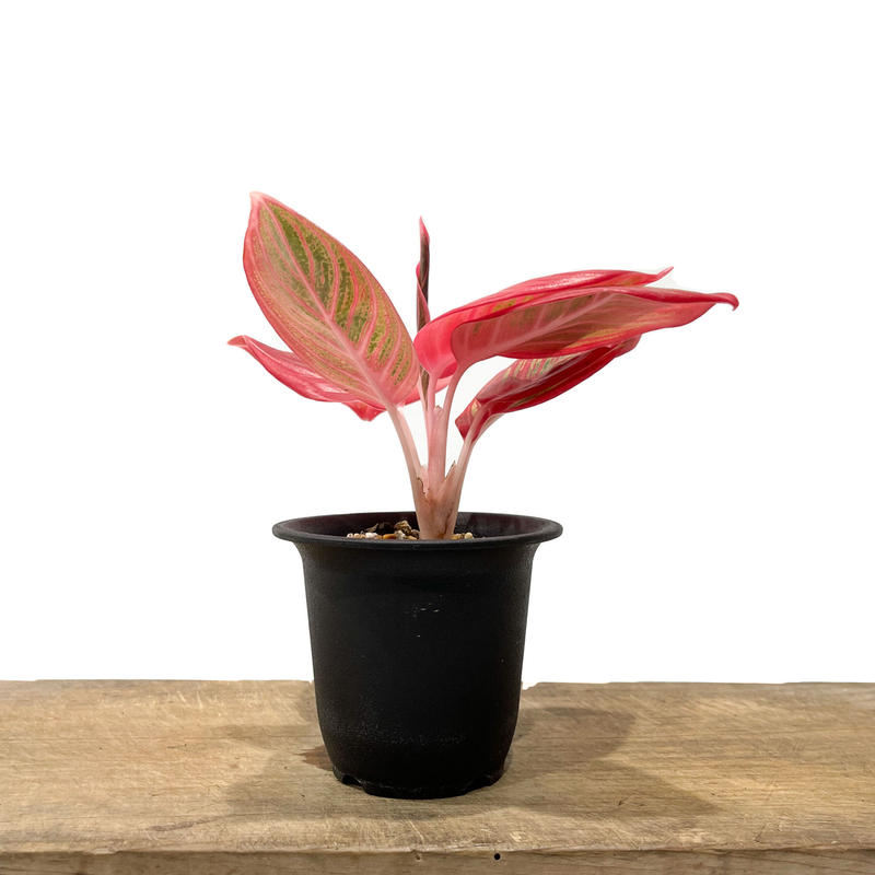 品質一番の アグラオネマ ニティドゥム カーティシー大 美株 植物 観葉植物