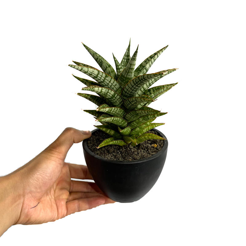 サンスベリア バンテン sansevieria bang-teng サンスベリア バンテン sansevieria bang-teng