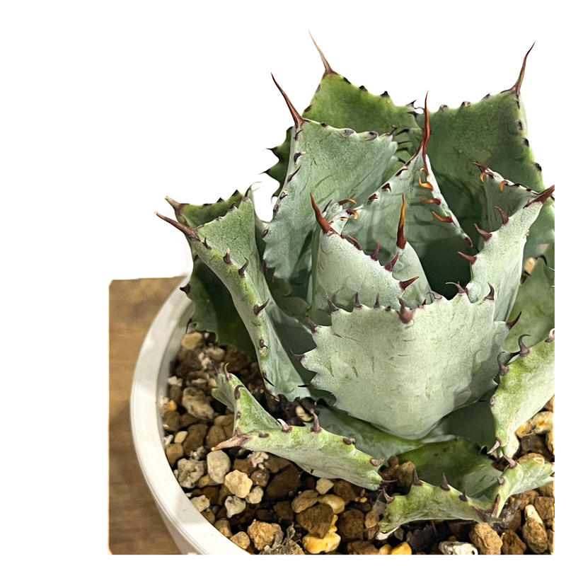 アガベ ハイブリッド Agave potatorum x eborispina