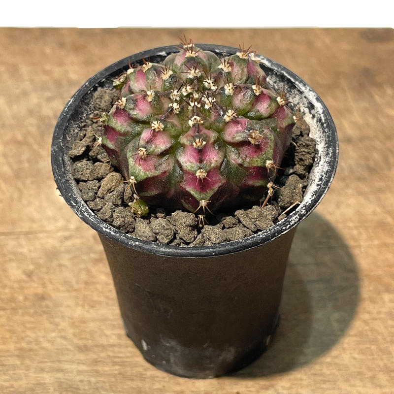 ギノカリキウム希少種 サボテン レア 希少 ギムノカリキウム ピンク斑入り T-LUX 購入 子株