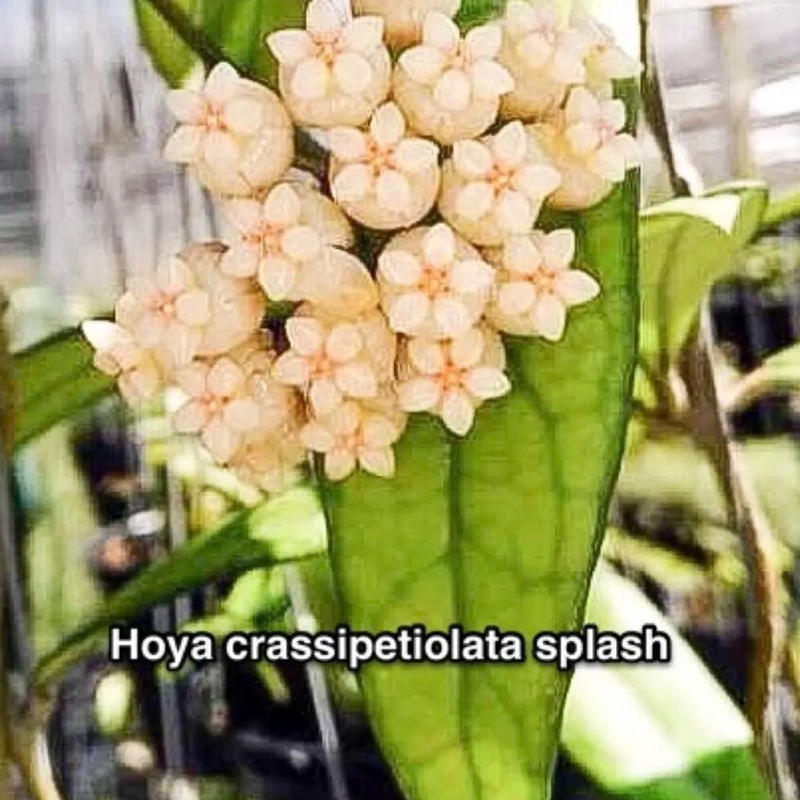 レア　ホヤ　Hoya Collina Biakensis サクララン ホヤ クラシペティオラータ スプラッシュ/hoya/サクララン/レア②