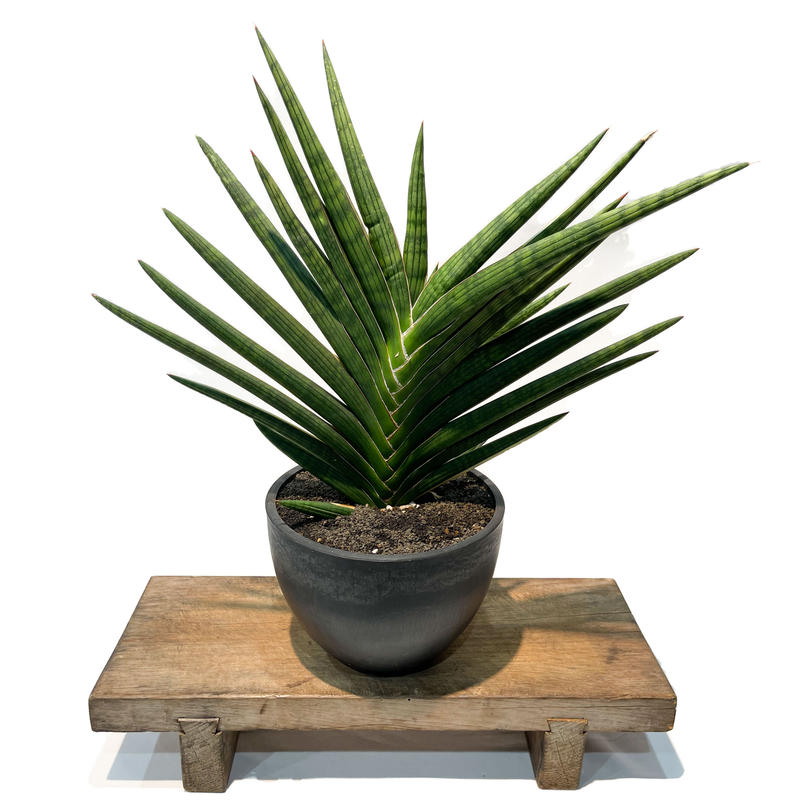 サンスベリア サドワラ ケーブス 斑入り 子株 サンセベリア