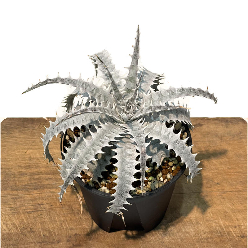 ディッキア ドラゴントゥース Dyckia Dragon Toes 6 2 Shouch