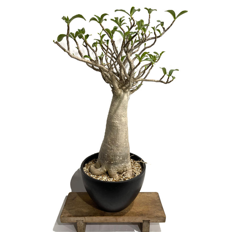 アデニウム タイソコトラナム バオバブ スタイル 実生苗 Adenium Thai So