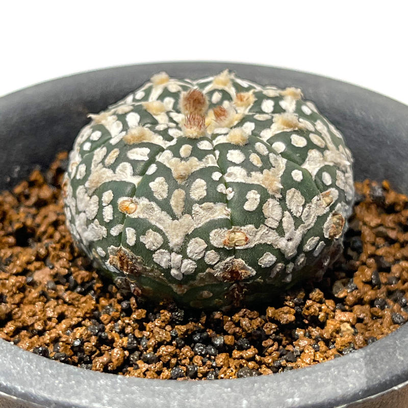 サンスベリア バンテン sansevieria bang-teng