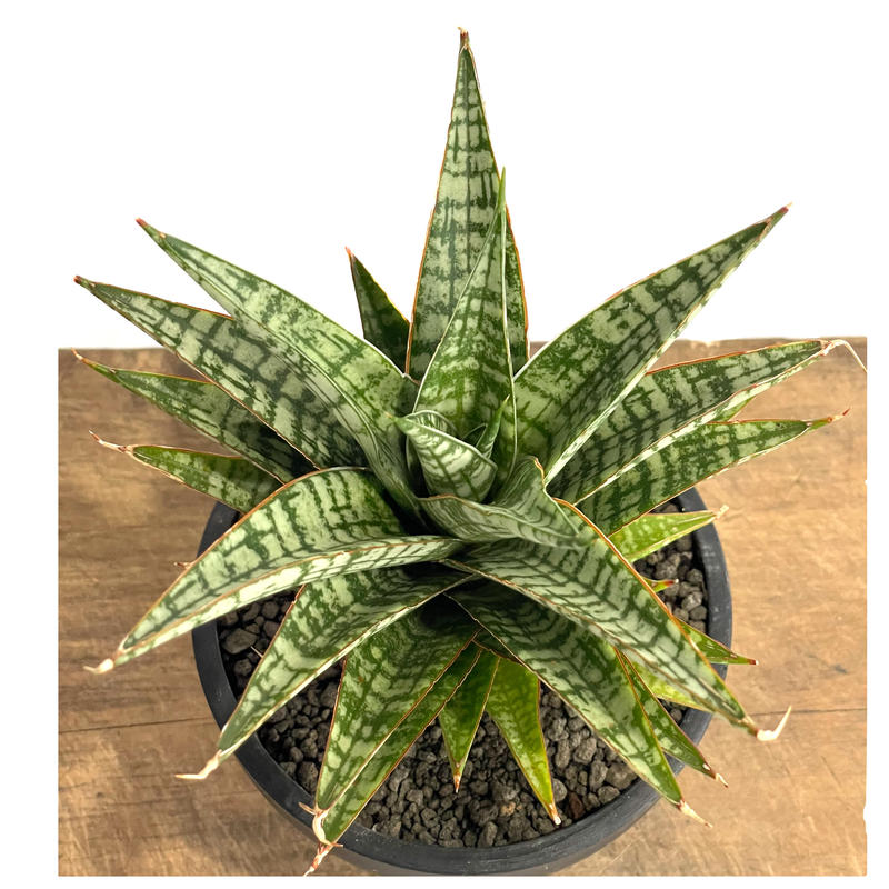 サンスベリア バンテン sansevieria bang-teng