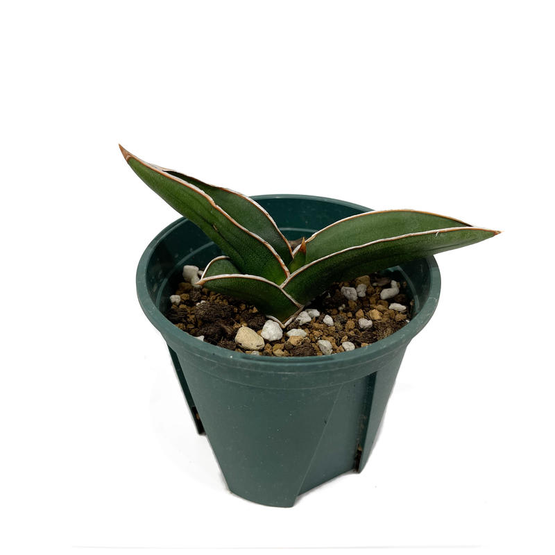 サンセベリア サムライドワーフ Sansevieria Samurai Dwarf 6