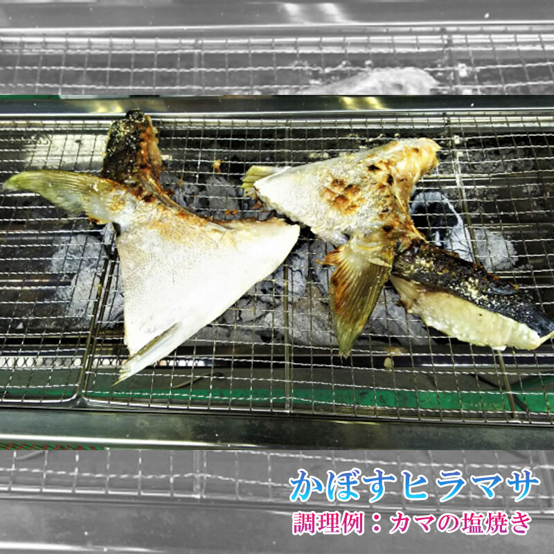 かぼすヒラマサ 一本物 3 5 4kg 丸 2枚 3枚 大分県産 養殖 鮮魚 カボス ひらまさ