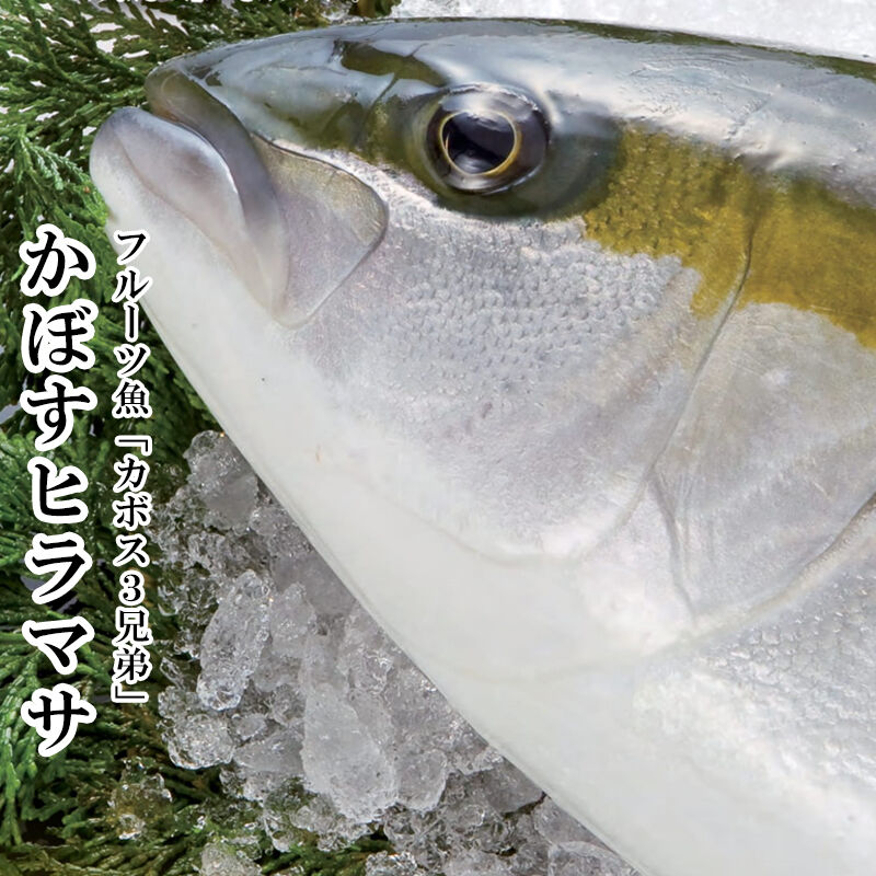 かぼすヒラマサ 一本物 3 5 4kg 丸 2枚 3枚 大分県産 養殖 鮮魚 カボス ひらまさ