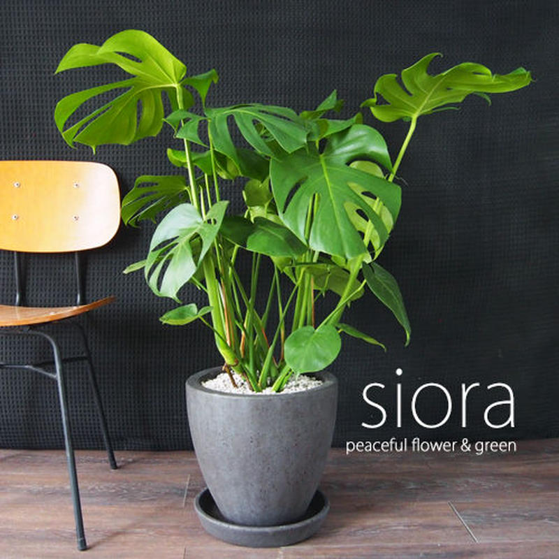 現品お届け 樹形選べます モンステラ エッグポット 陶器 受皿付 植え Siora