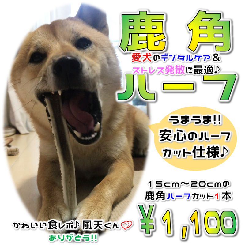 中型犬用 鹿角ハーフカット Queue Blanche