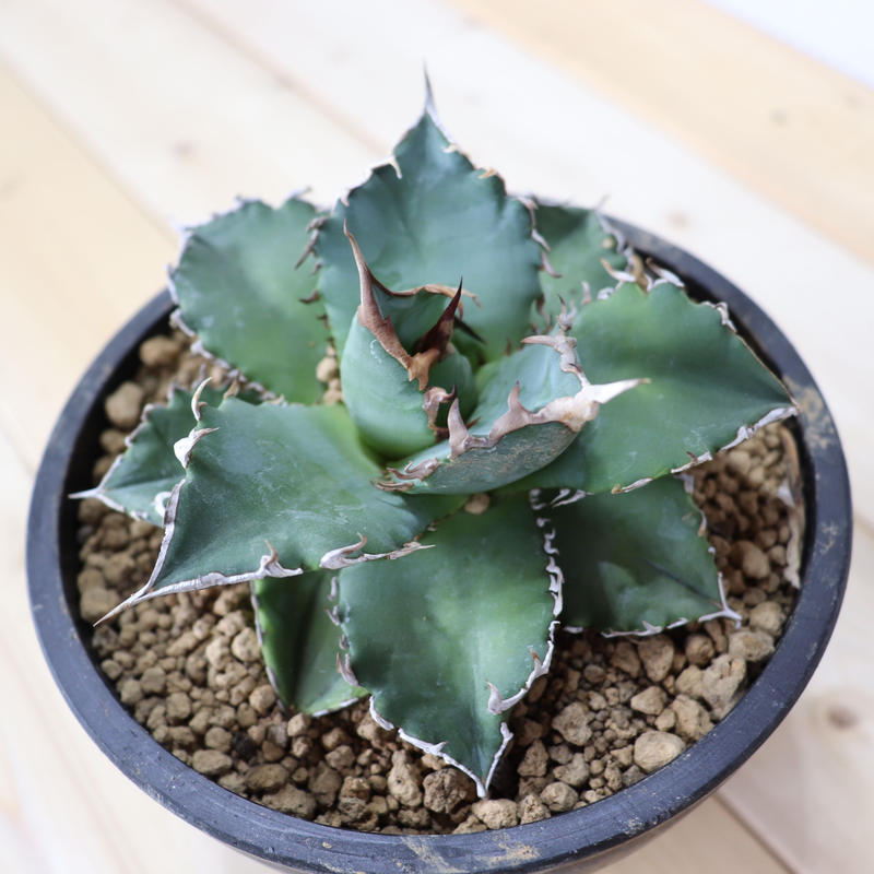 Agave Titanota Sun Burst アガベ チタノタ サンバースト P