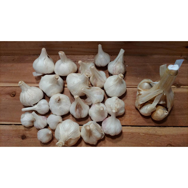 自然栽培ニンニク1キロ ジャンボにんにく1房 草創自然農園