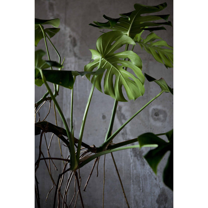 モンステラ Sowgen